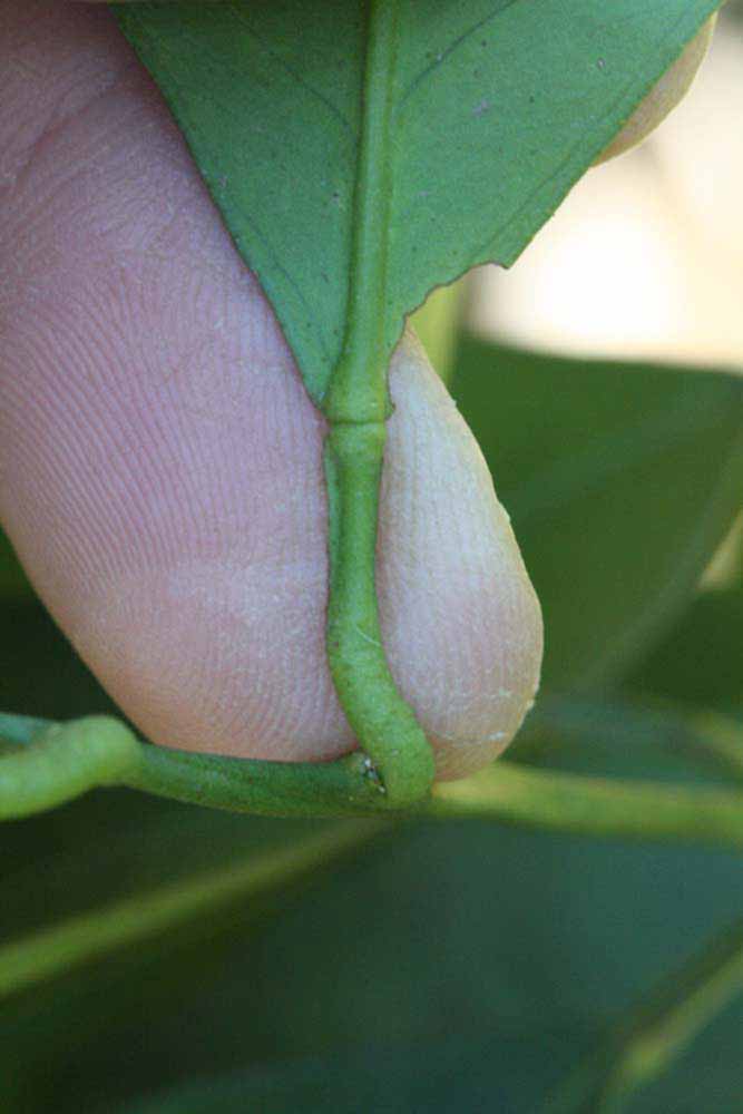              Petiole (Riverside, CA)       